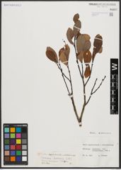 Foto von Salix appendiculata Vill. x Salix waldsteiniana Willd.